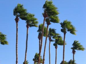 palm-trees-360885_1280