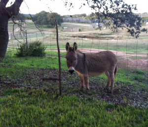 miniature.donkey