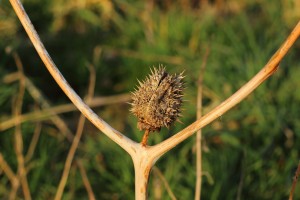 thistle-287467_1280