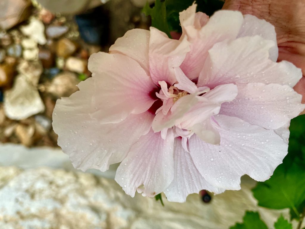 Rose of Sharon