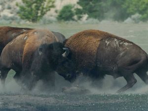 buffalo_angry_fight